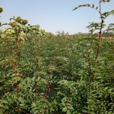 花椒苗 山西花椒苗 品种花椒苗