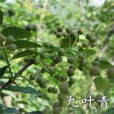 優(yōu)質(zhì)漢源花椒樹(shù)貢椒樹(shù)苗大紅袍花椒樹(shù)苗麻味足 種植基地出售