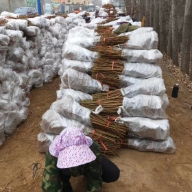 西梅李子树苗,奎红李子树苗山东批发基地,哪里有李子树