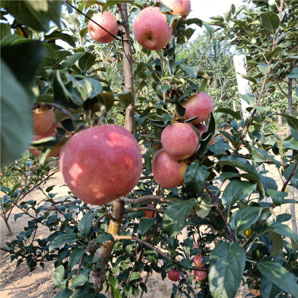 苹果树苗好品种