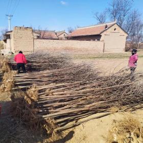 供应3公分白蜡宁夏3公分白蜡基地大量出售