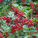 出售九葉青花椒樹(shù)苗-大紅袍花椒苗-花椒苗-規(guī)格齊全