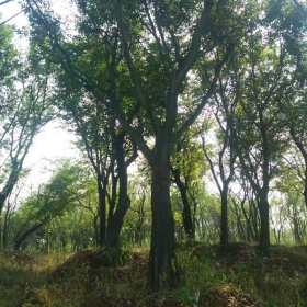 南京苗圃基地 野生朴树价格