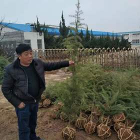 江苏雪松基地 江苏雪松批发中心