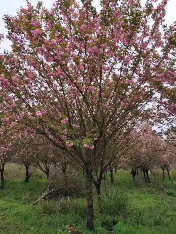 樱花