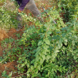 2年连翘小苗价格 山西连翘苗种植基地直销 移栽成活率好