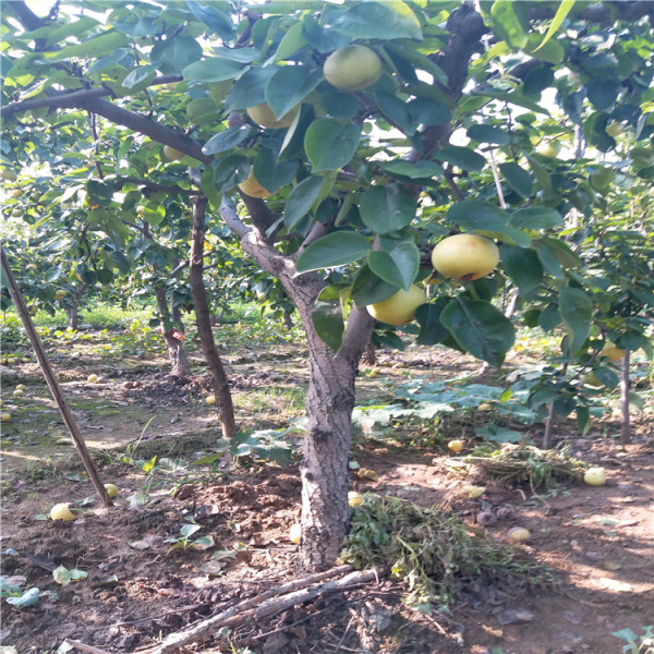 红香酥梨树苗