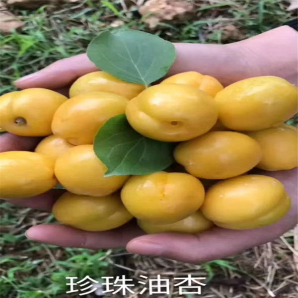 珍珠油杏树苗