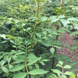 2020年花椒苗報(bào)價 花椒苗修剪技術(shù)