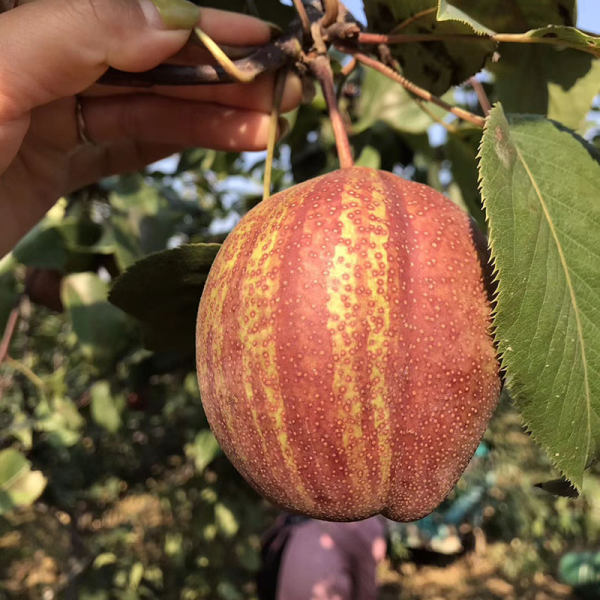 早酥紅梨