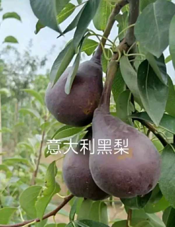 梨樹苗價格