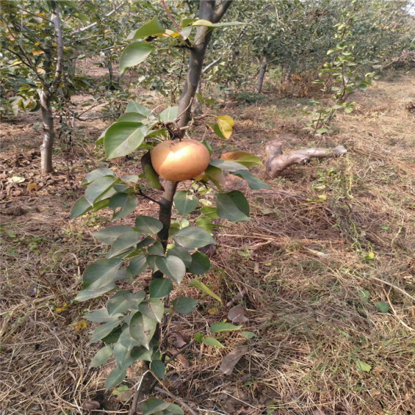 全紅梨樹苗