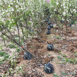 1公分早酥紅梨樹苗水果種植前景 1公分梨苗