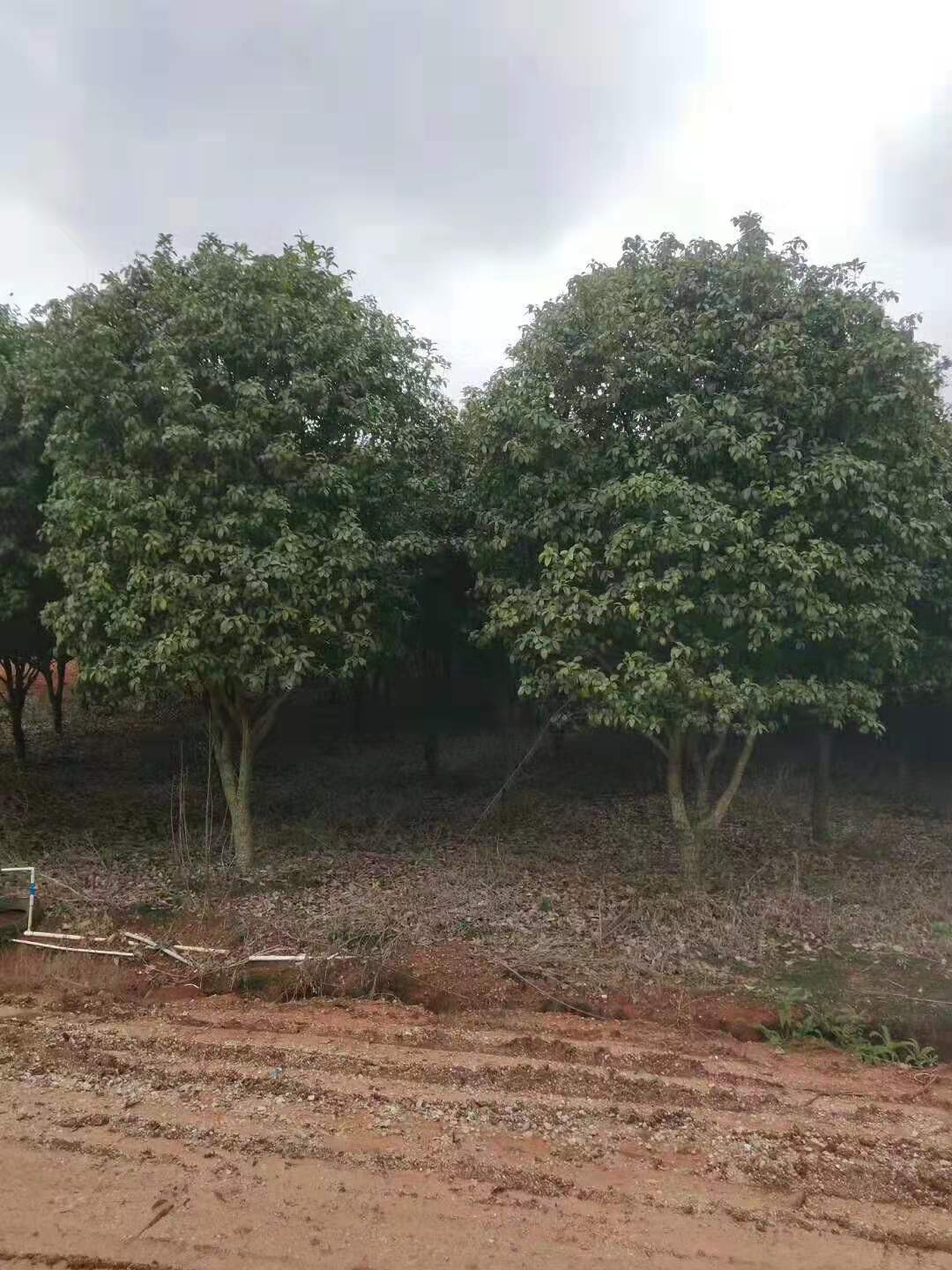 8公分桂花树价格(8公分桂花树价格多少)