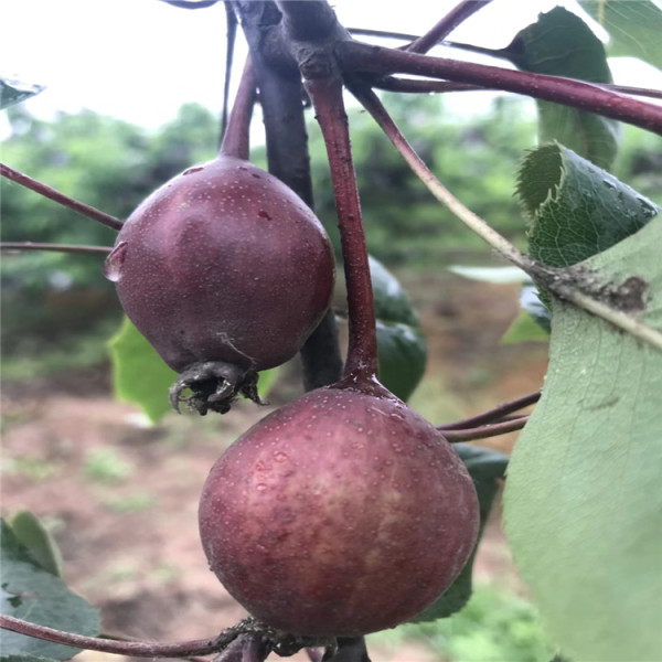 梨樹苗價格