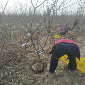 油蟠7-7 不裂果2公分蟠桃树一亩地种植多少棵