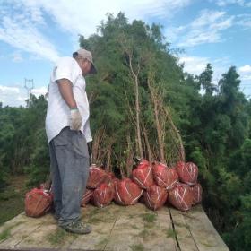 3公分营养钵红柳价格宁夏红柳基地3公分营养钵红柳