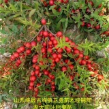 鈣果苗產(chǎn)地供應(yīng)價格 鈣果苗一畝地種植多少棵