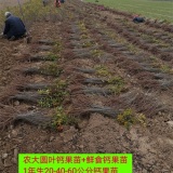 千亩钙果苗种植基地 供应钙果苗+种植技术+回收钙果