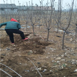 黑珍珠樱桃苗基地及管理，1年生黑珍珠樱桃苗拉枝方法