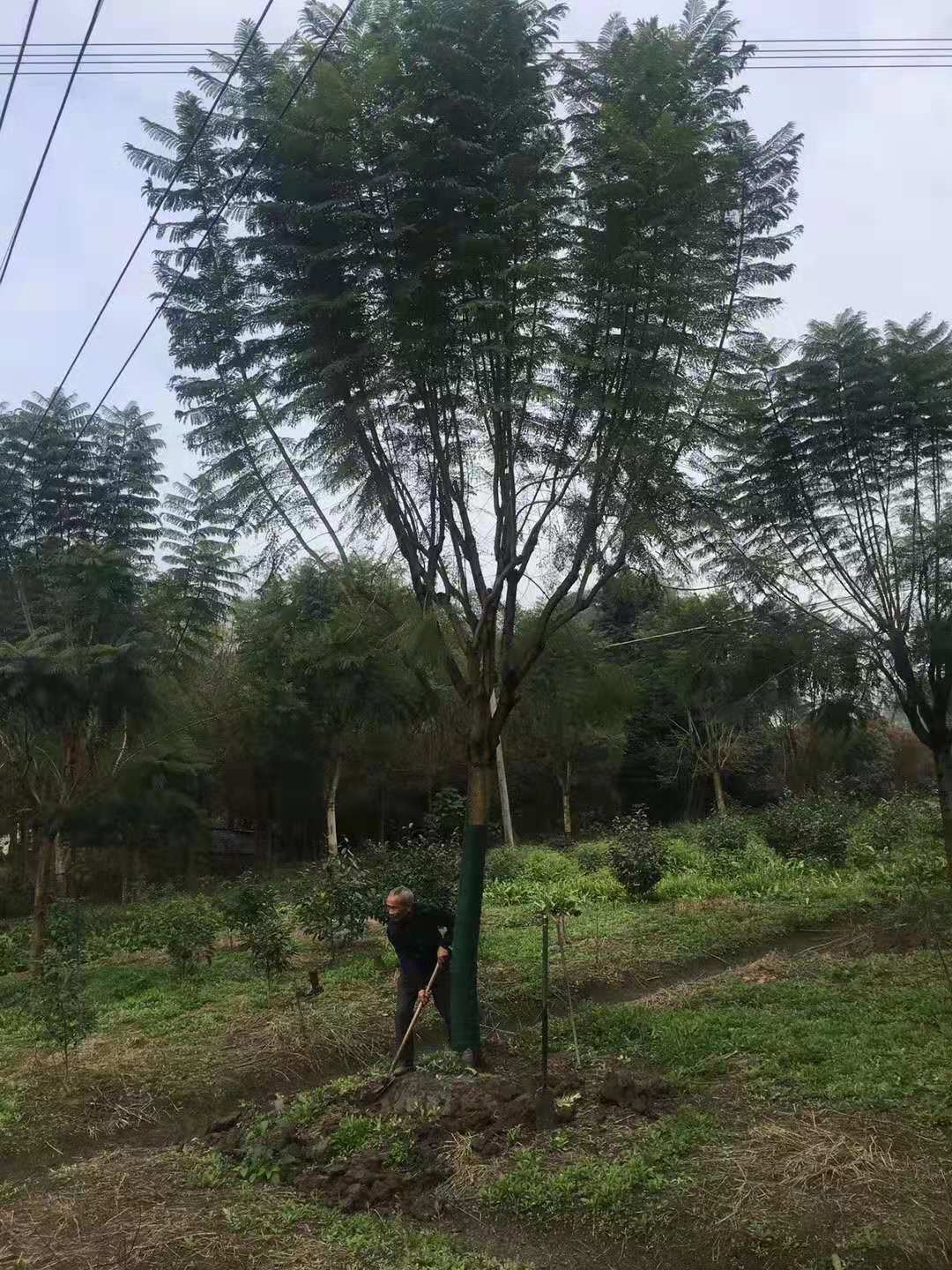 蓝花楹的树木价格(蓝花楹树多少钱一颗)