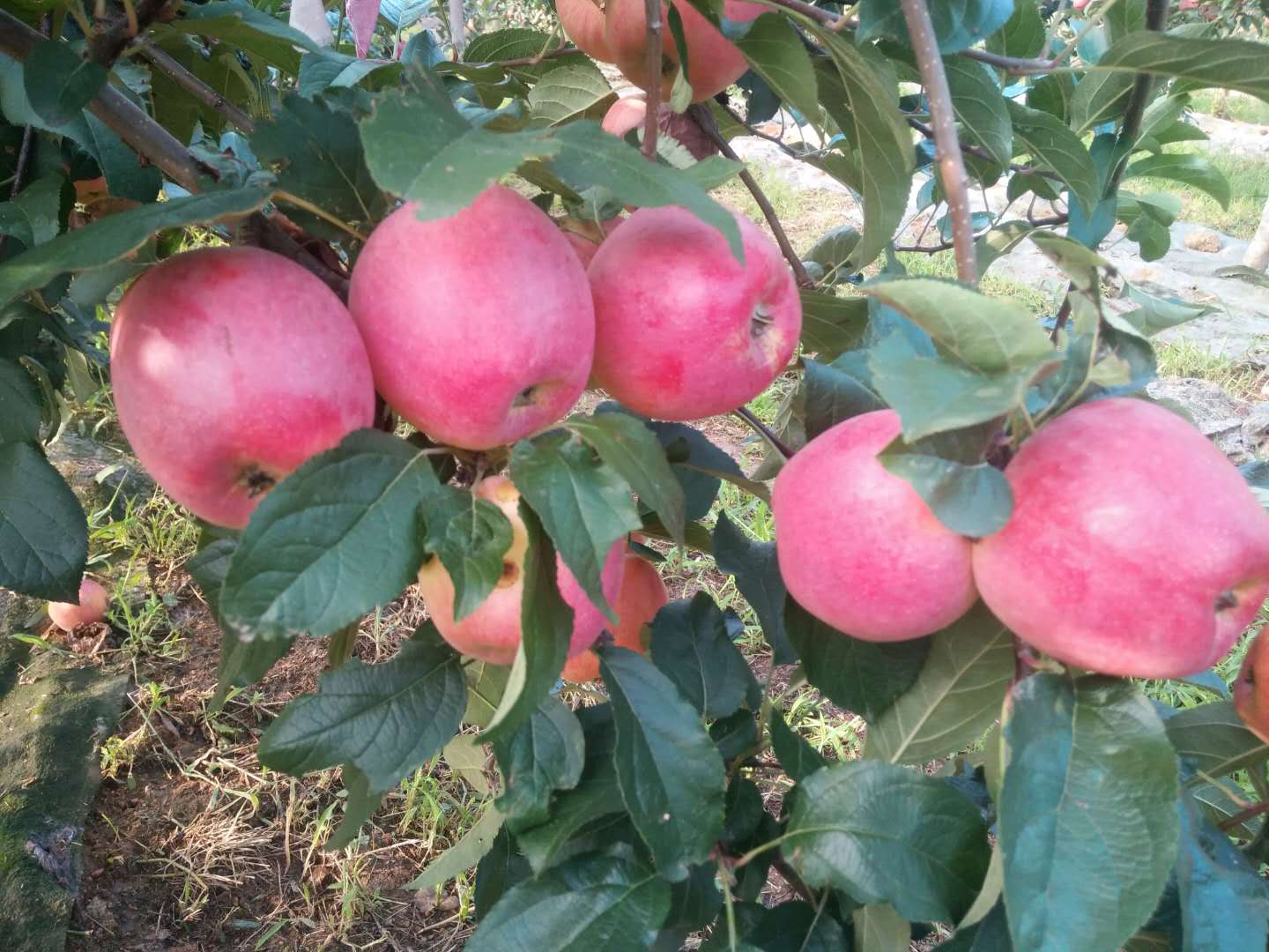 魯麗蘋果苗基地,魯麗蘋果苗矮化栽培具體介紹