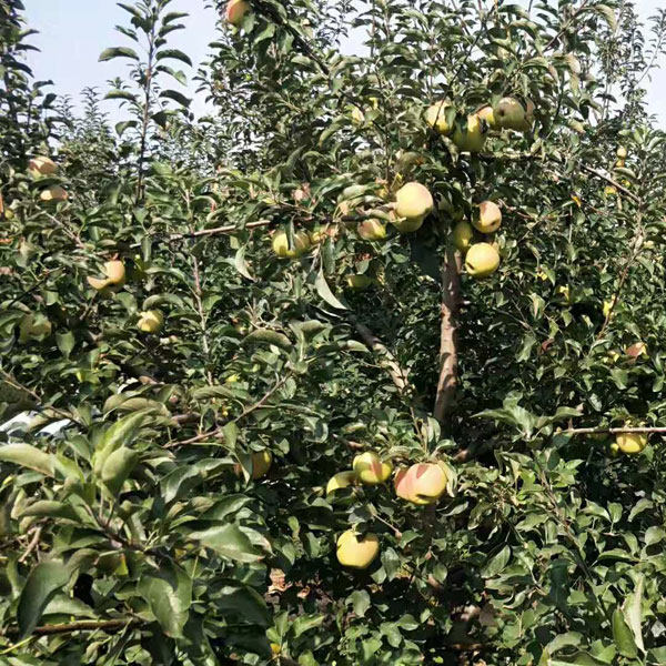 水蜜桃苹果苗