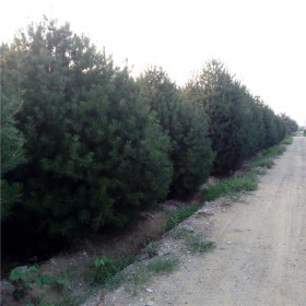 山东白皮松市场行情价格华山松基地主产区