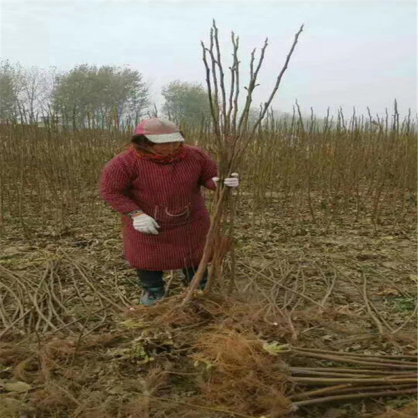 布兰瑞克无花果树