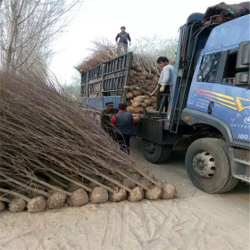 哪里卖石榴树苗 零售石榴树苗石榴树苗