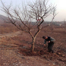 3公分石榴苗价格 一亩地可种植多少棵石榴树苗