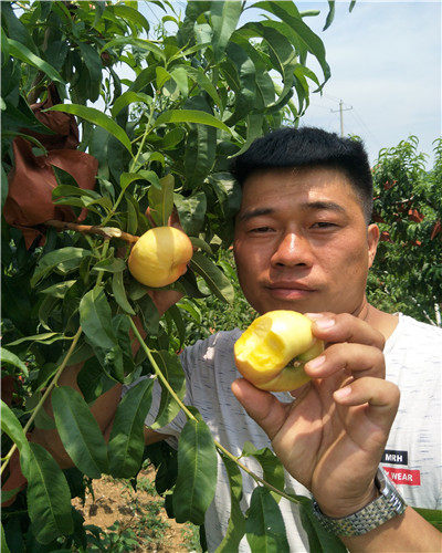 珍珠棗油桃樹苗