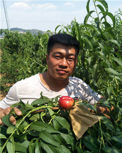 中油11號(hào)桃樹苗