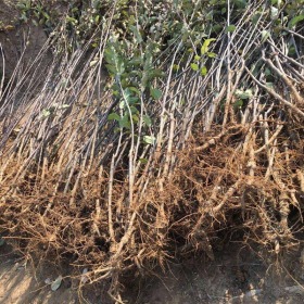 农村栽植水蜜桃苹果苗简单易学,好成活