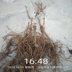 兴红农业金手指葡萄苗种植基地提供种植技术