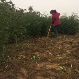 黃蓋花椒樹苗哪里出售賣 韓城誰家無刺大紅袍花椒樹苗品種好