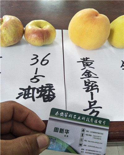 36-5油蟠桃樹(shù)