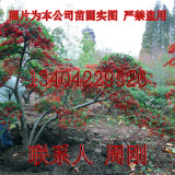 蘇州火棘造型種植基地 火棘盆景 造型紅果苗圃  吉祥果滿(mǎn)堂紅