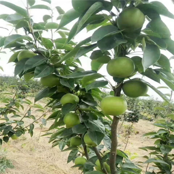 玉露香梨樹苗