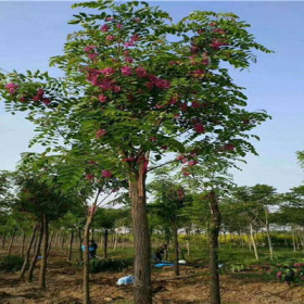 香花槐价格--嫁接香花槐价格--香花槐多少钱