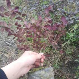 红花继木基地批发小苗 红花继木低价销售杯苗出售