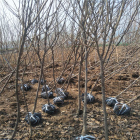 1年生柿子树苗 柿子树苗一亩栽植多少株