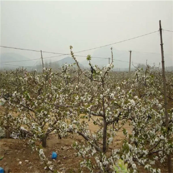 雷尼樱桃苗