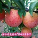 晚熟國峰7號(hào)李子苗種植技術(shù) 2年國峰7號(hào)李子苗價(jià)格