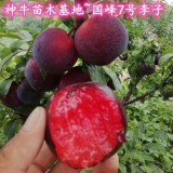 2年國(guó)峰7號(hào)李子苗種植管理 2年國(guó)峰7號(hào)李子苗價(jià)格