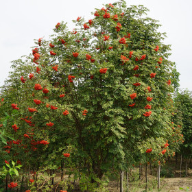 出售花楸苗木，大量出售花楸苗3元/棵