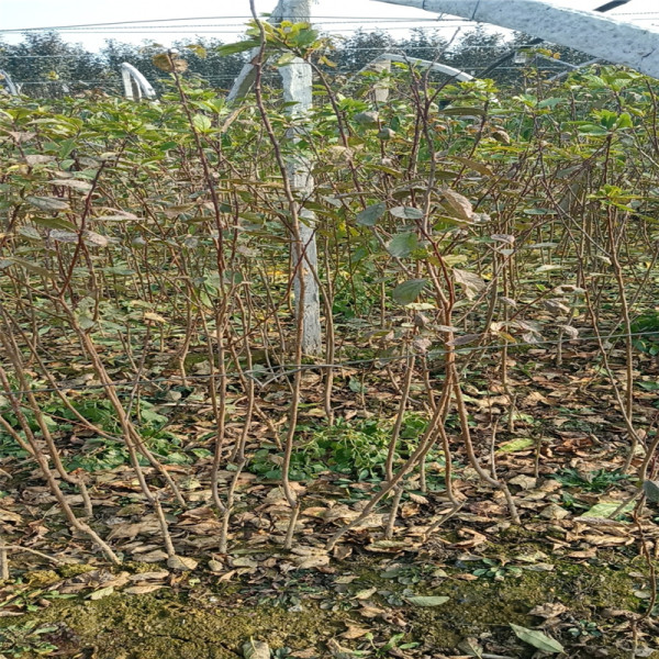 1年矮化苹果苗