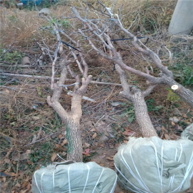 1年嫁接枣树苗 枣树苗环剥技术