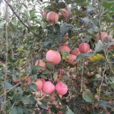 矮化苹果苗基地 鲁丽苹果苗管理技术