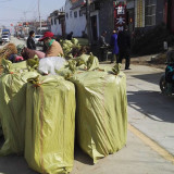 鲁丽 矮化苹果苗价格 基地苹果苗批发报价